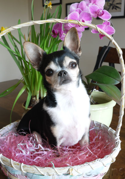 easter chi-bunny 660
