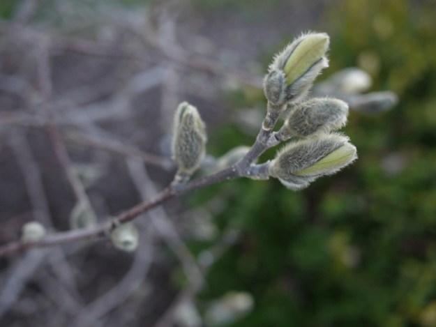budding magnolia 659