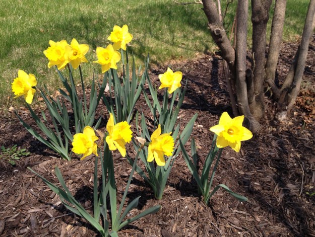 our daffodils 1694