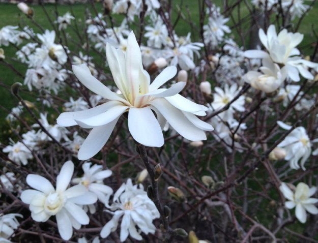 white magnolia 1687