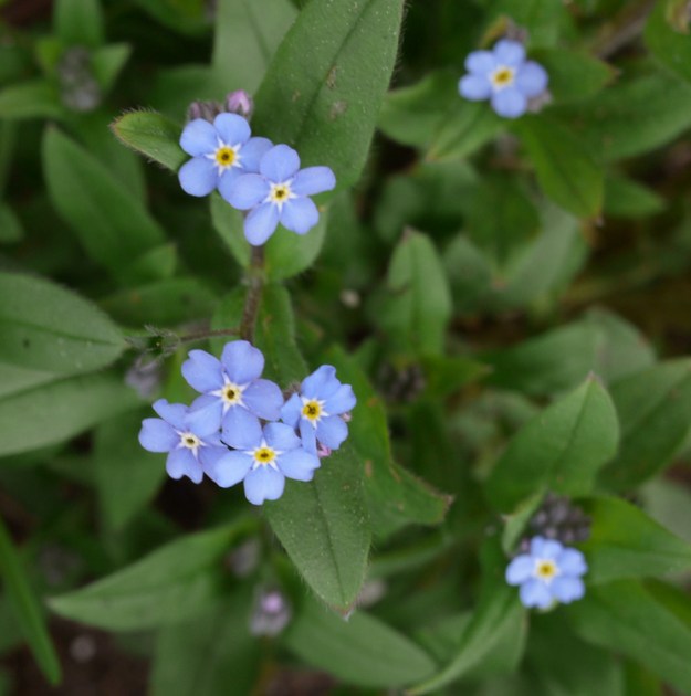forget-me-not 158
