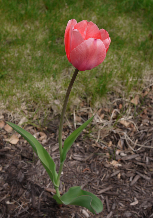 tulip 145
