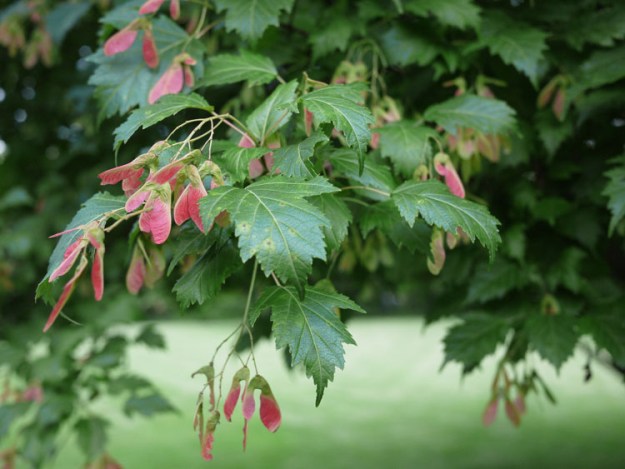 maple seeds 967