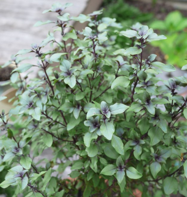 purple dwarf basil 952