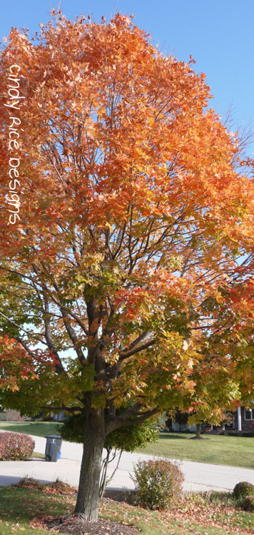 fall mid oct. 2015 887