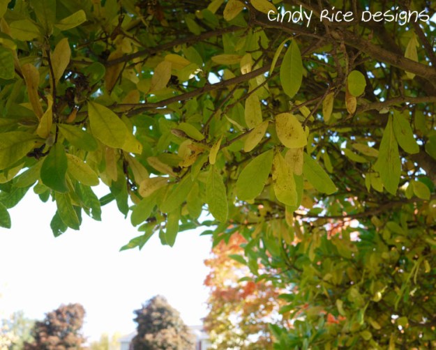 fall mid oct. 2015 913