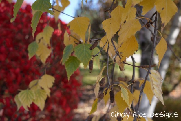 fall mid oct. 2015 922