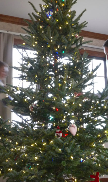 2015 tree 688