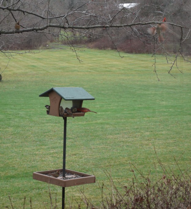 birds feeder 645
