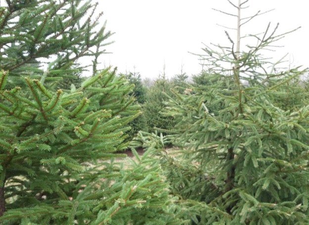 christmas tree farm 667