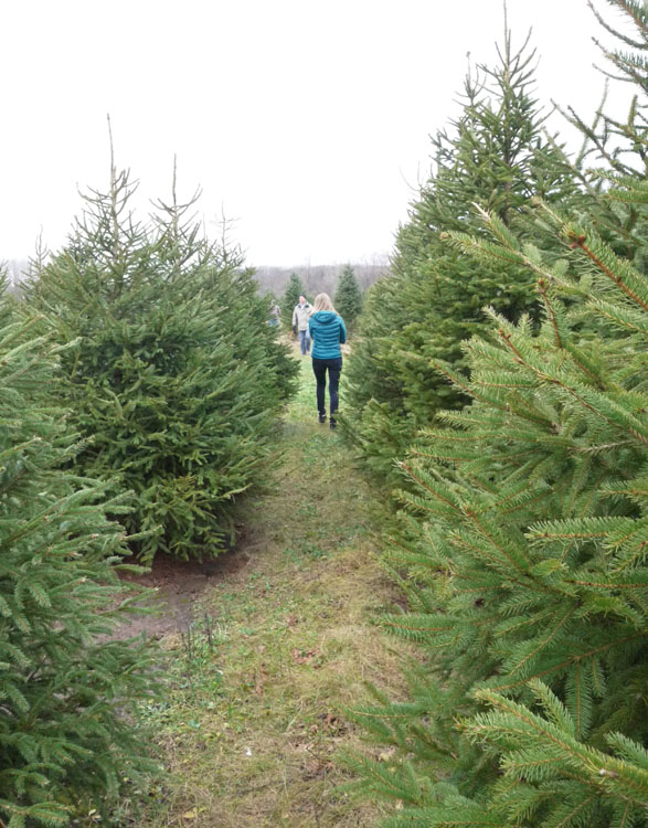 christmas tree farm 668