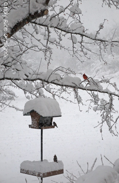 mid november snow 501