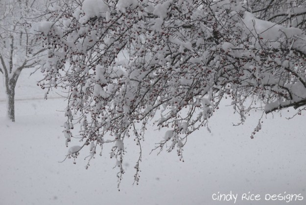 mid november snow 512