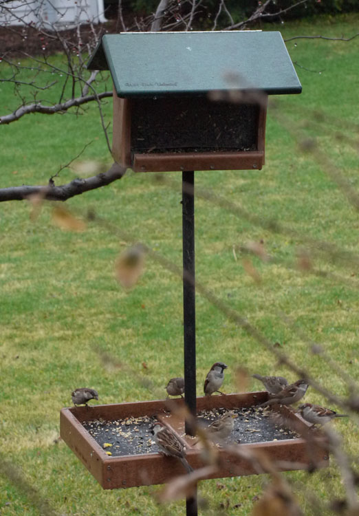 birds feeder 273