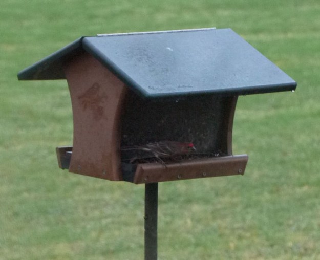 house wren feeder 264