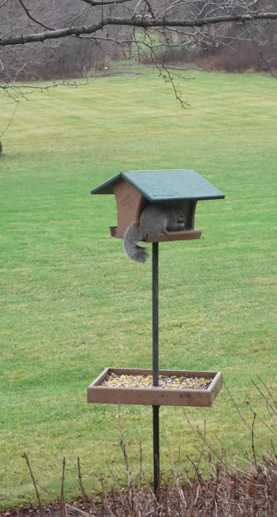 squirrel feeder 834