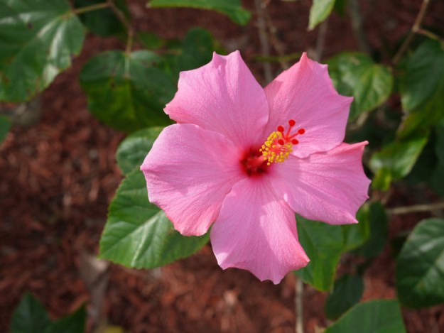 hibiscus 433