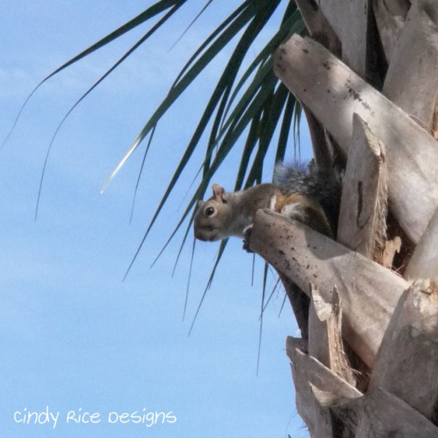 squirrel palm tree 447