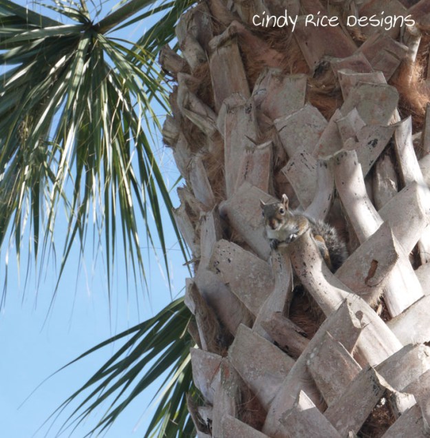 squirrel palm tree 451