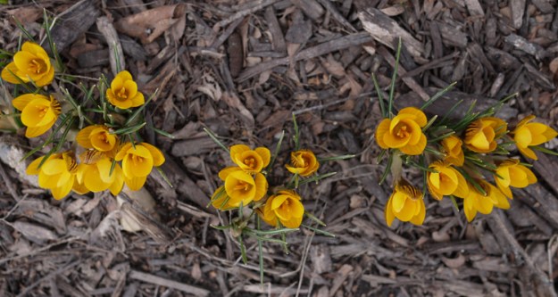 crocuses 086