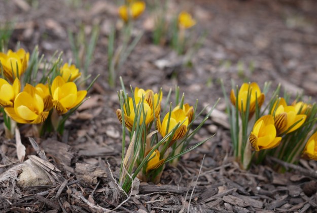 crocuses 089