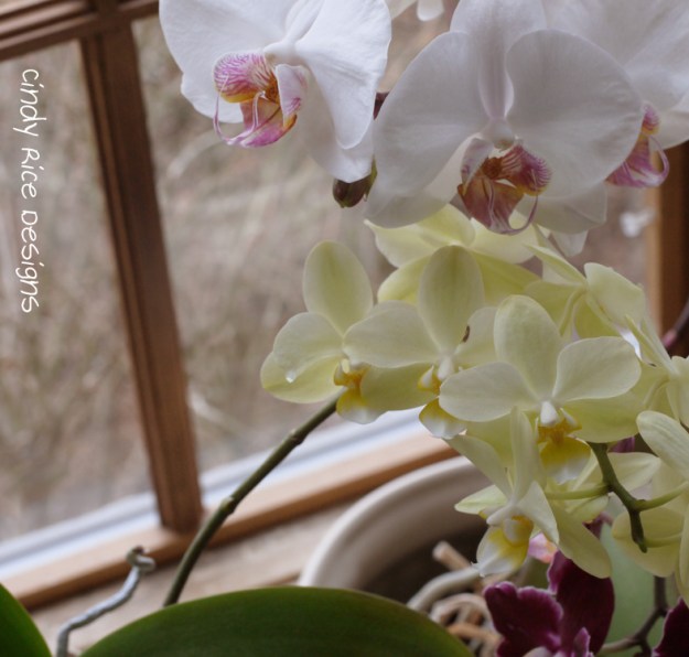 orchids 2016 215