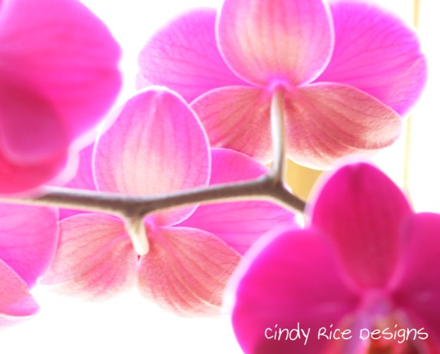 orchids 474