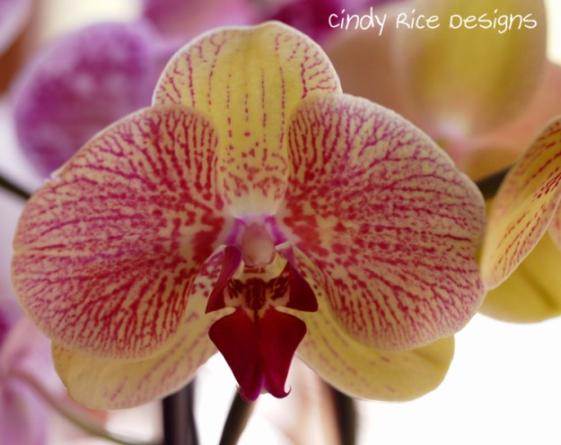 orchids 479