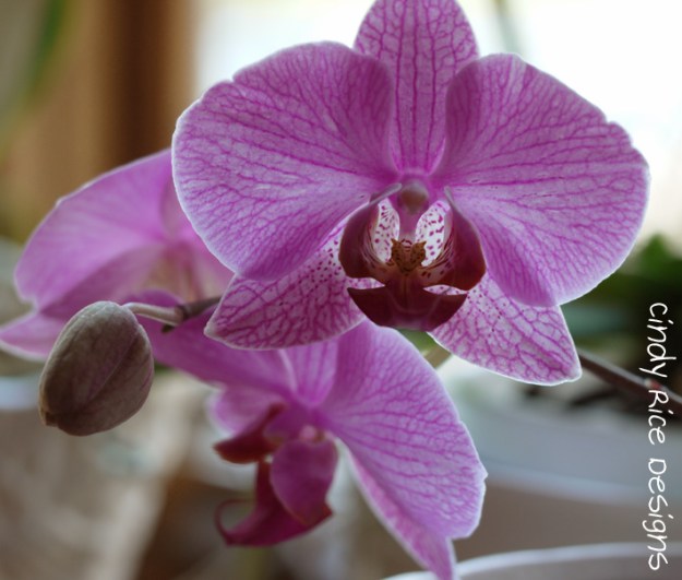 orchids 489