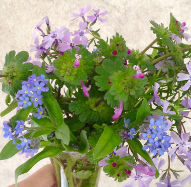 creeping charlie phlox forget-me-not