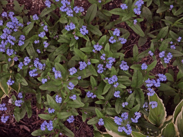 forget-me-nots 428