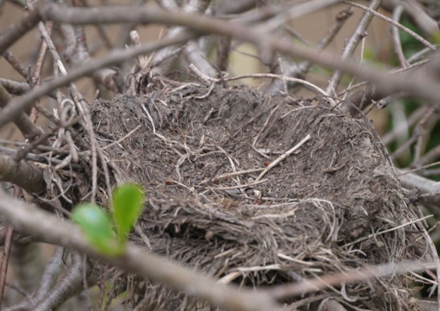 last year's robin nest 457