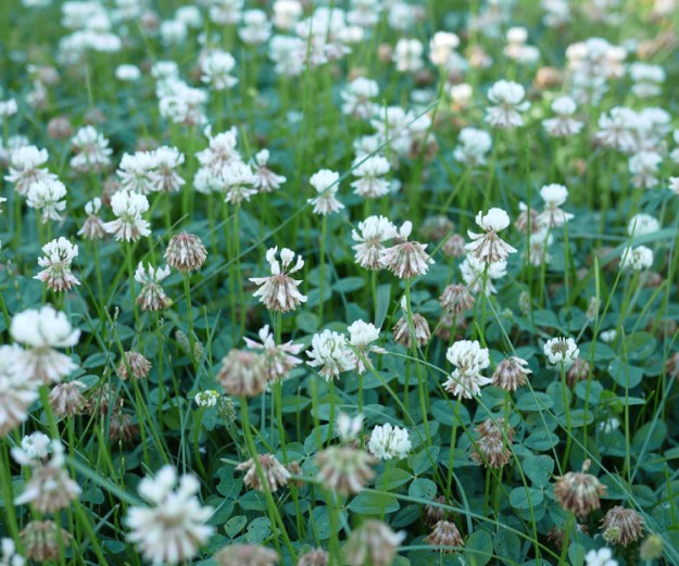 clover 201