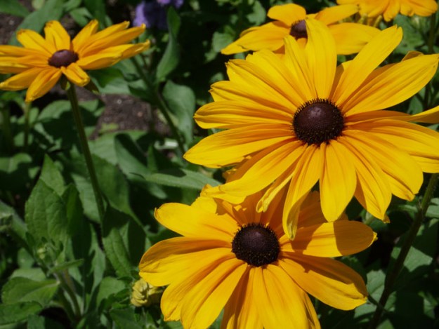 black eyed susan 023
