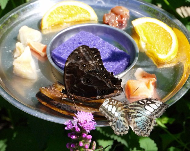 blooms butterflies 869