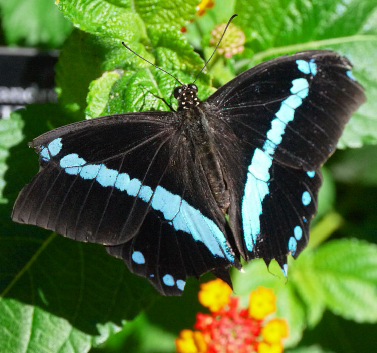 blooms butterflies 871