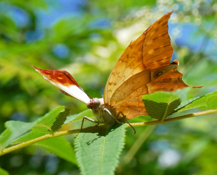 blooms butterflies 880