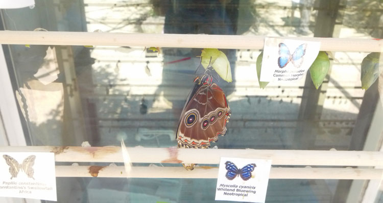 butterfly chrysalis 884