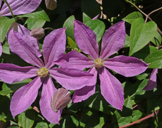clematis 973