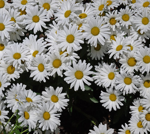 daisies 965
