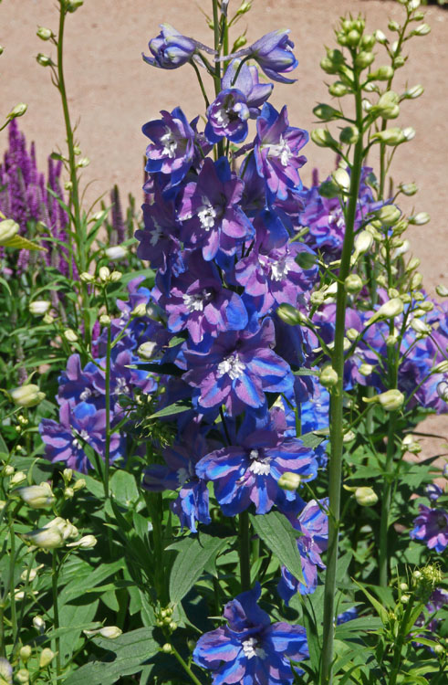 delphiniums 009