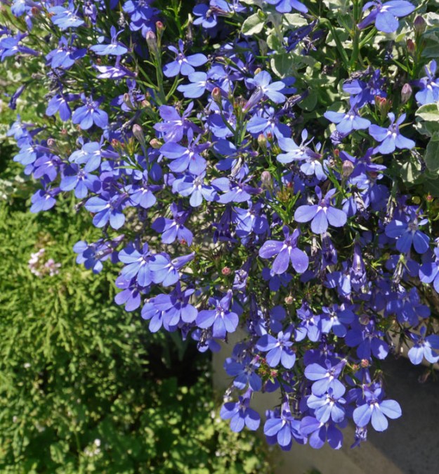 lobelia 970