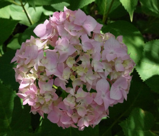 pink hydrangea 890