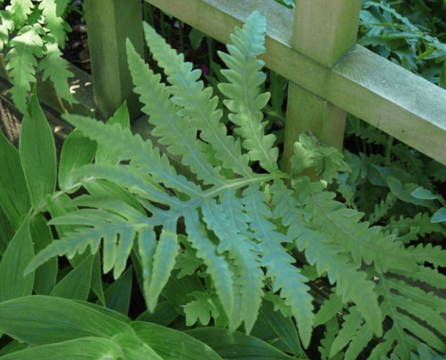 rose garden fern 931