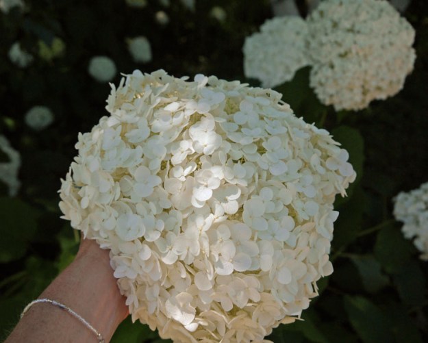 snowball hydrangea 917
