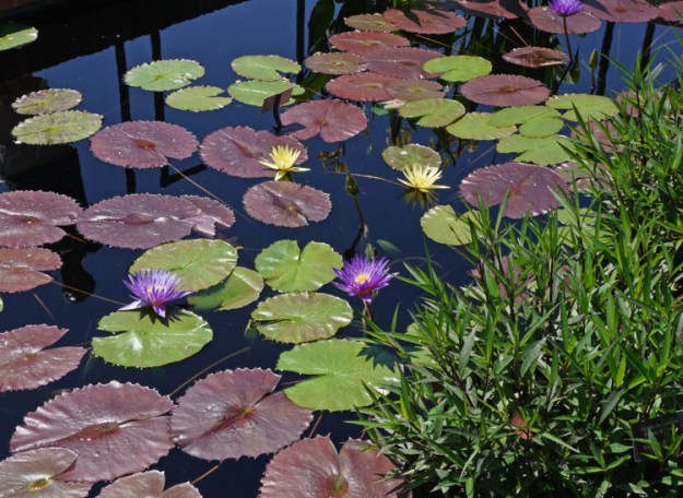 water lilies 902