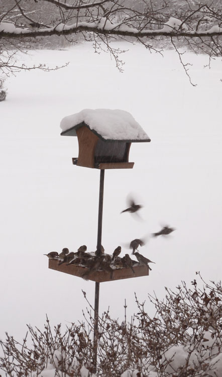 bird-feeder-468