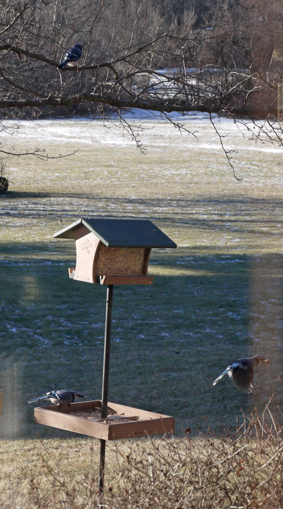 bird-feeder-blue-jays-142