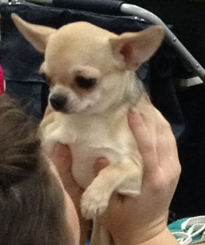 dog-show-chihuahuas-3206