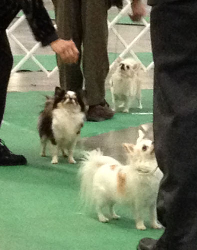dog-show-chihuahuas-3211